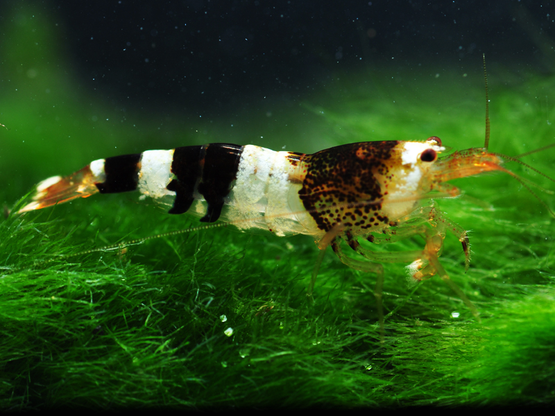 akvariumine krevete